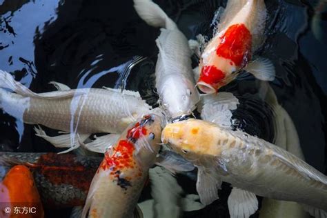 夢到很多小魚|夢見魚/夢到魚